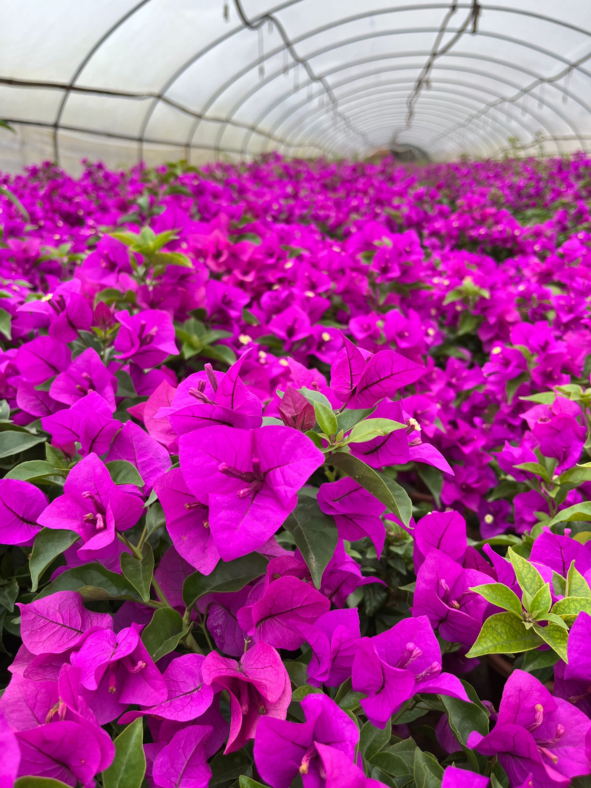 三角梅修剪护心土球发货【落叶缺水焉破皮正常介意慎拍】