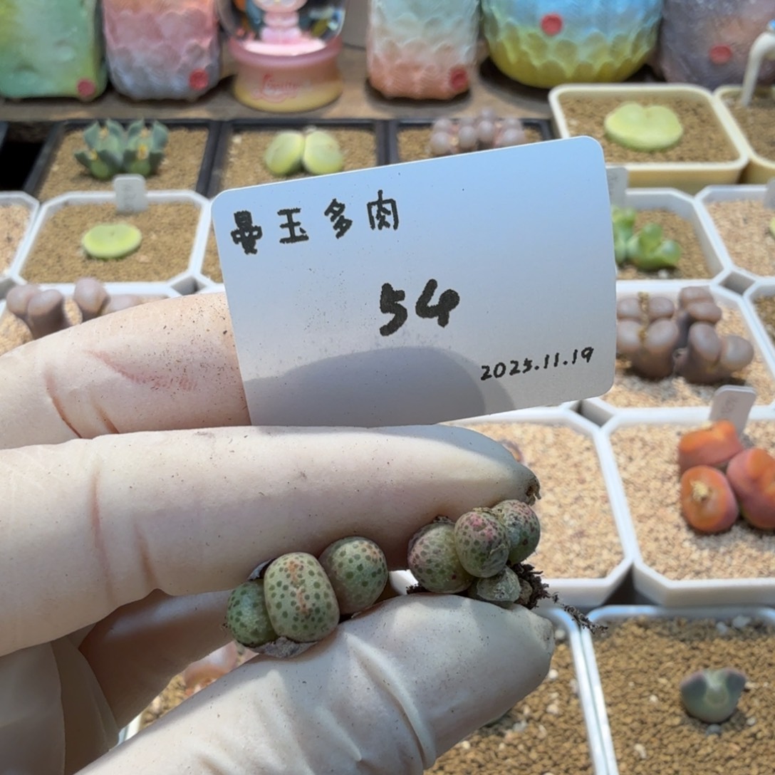 小***号多肉多肉多肉11.19-054