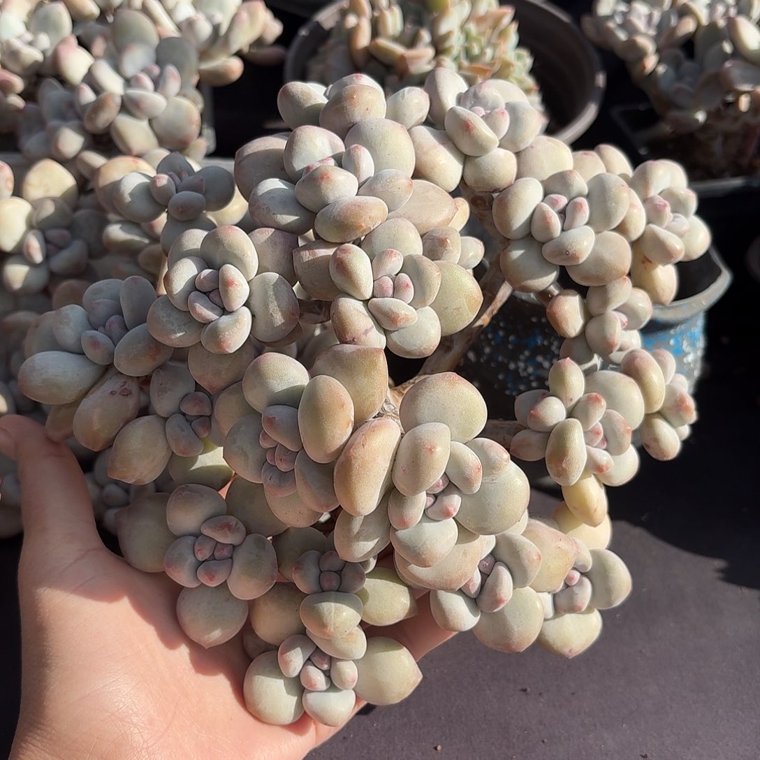 丸叶香水老桩大群 无砍