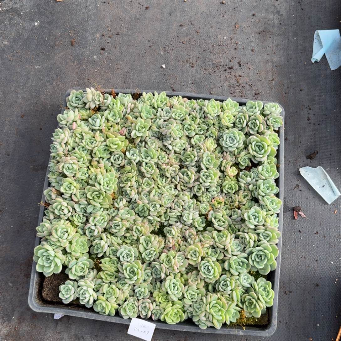 多肉杂交一物一拍24-47