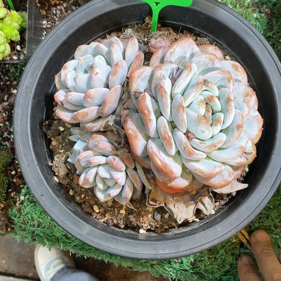 长****师816011多肉橙子多头多肉