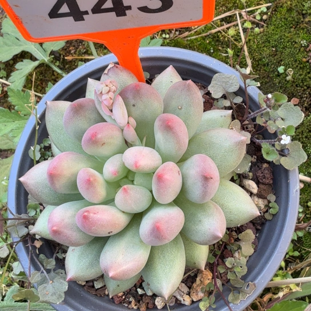 岩子一物一拍443.