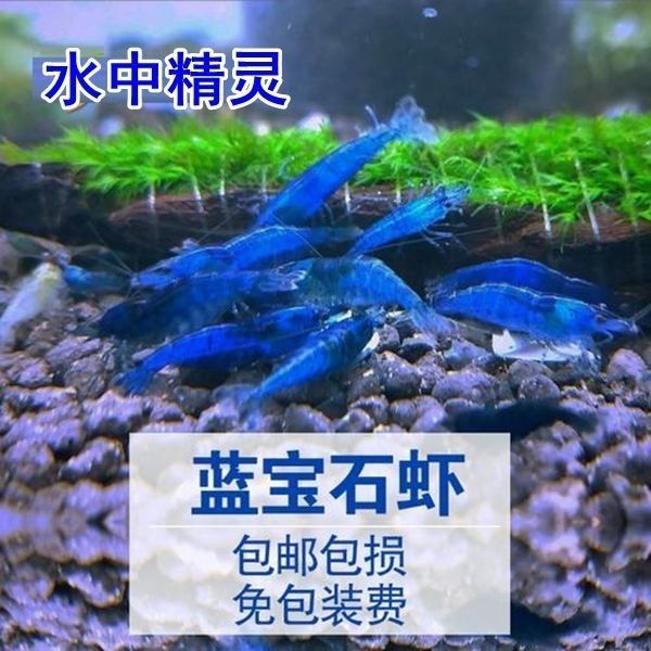 蓝宝石虾樱花虾香吉士虾红琉璃虾除藻虾