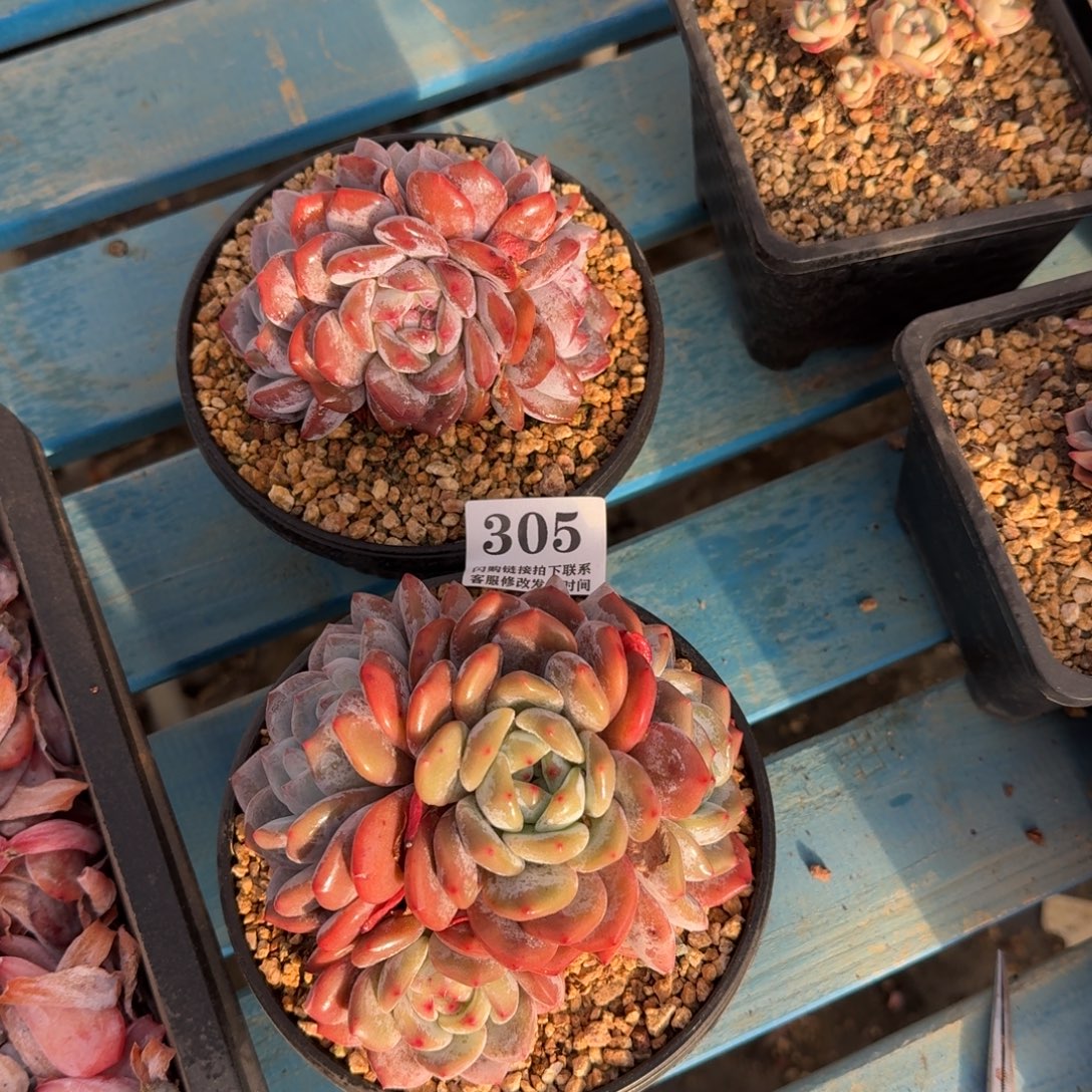 305石榴籽星影2颗无砍10-12cm左右