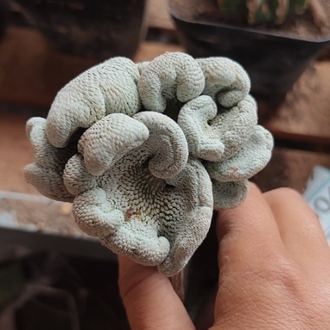 当前无花栽培后可以开花005仙人球