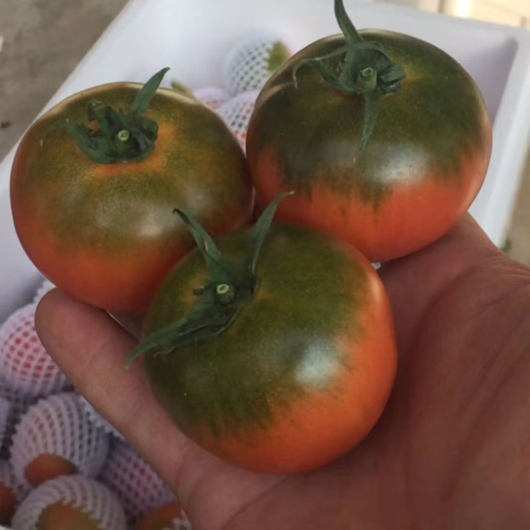 东北草莓西红柿水果番茄生吃番茄顺丰包邮