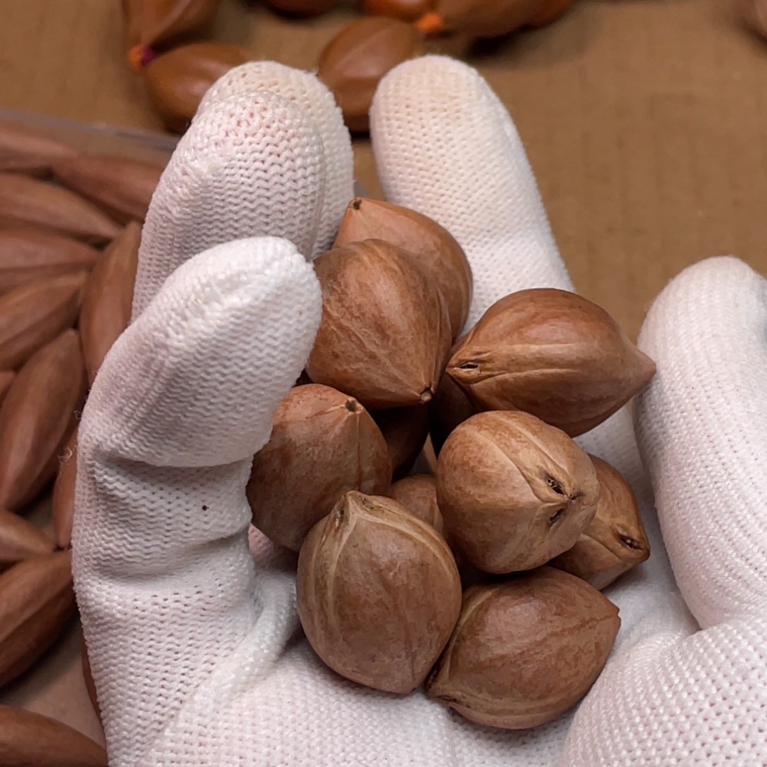 付***橄榄核手串/手链1