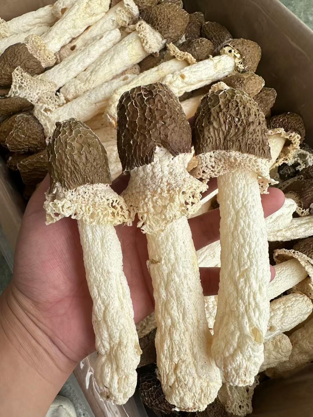 现收 黑帽竹荪 红托竹荪
