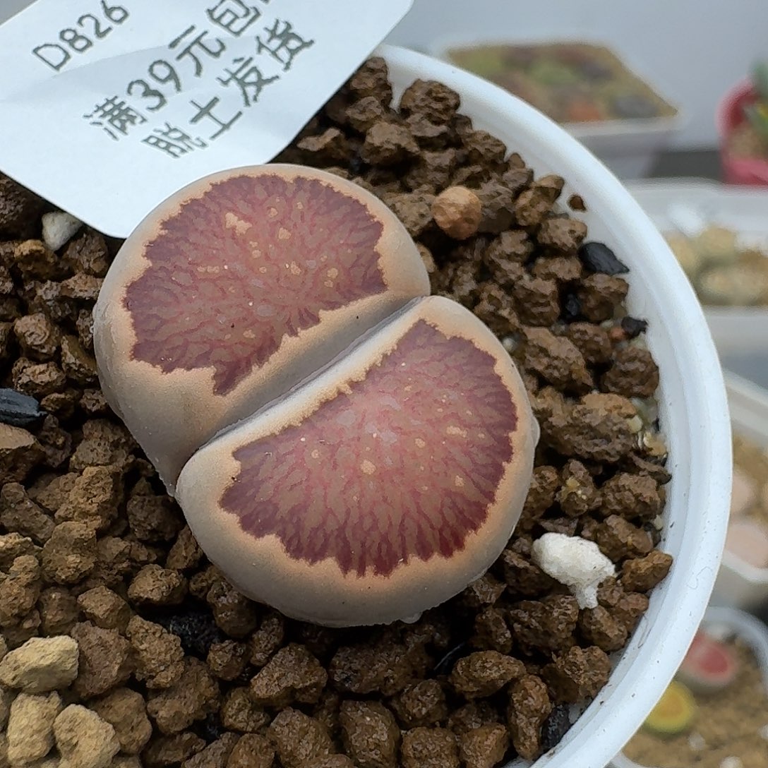 826多肉哈哈哈哈哈哈哈