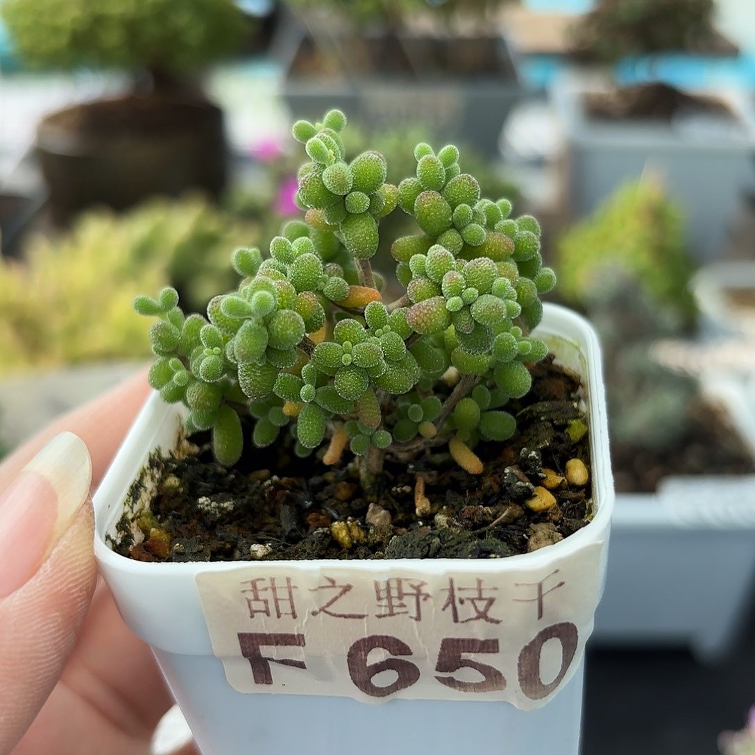 糖豆米福利650。