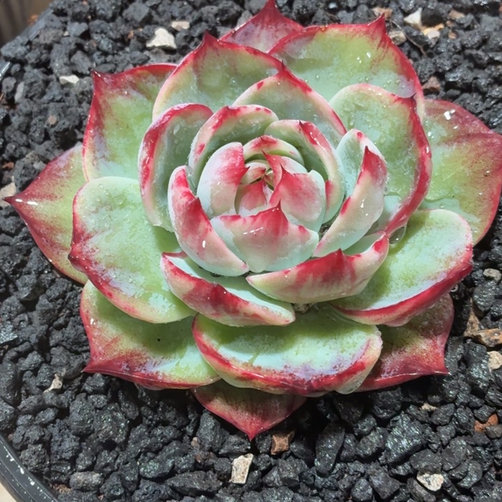 多肉植物惊鸿仙子