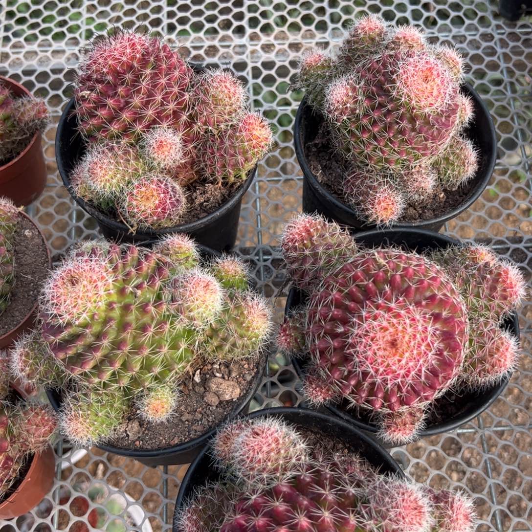 红娜丸随机一颗。    