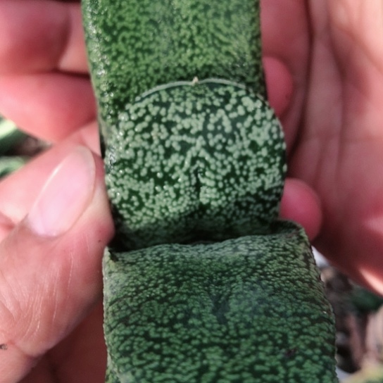 蜗牛蜗牛多肉多多119