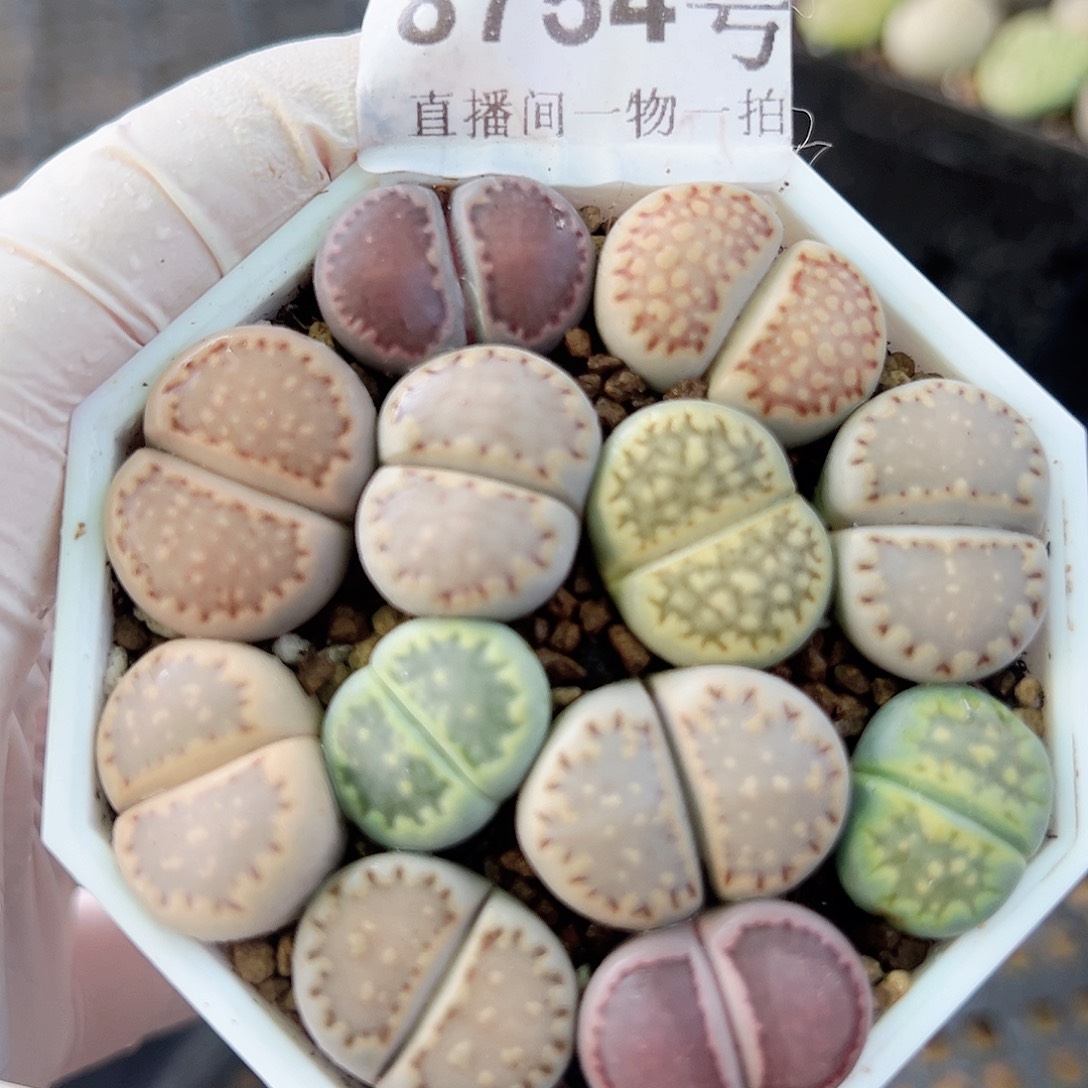 8754四年优选精品彩饼干6.5cm盆