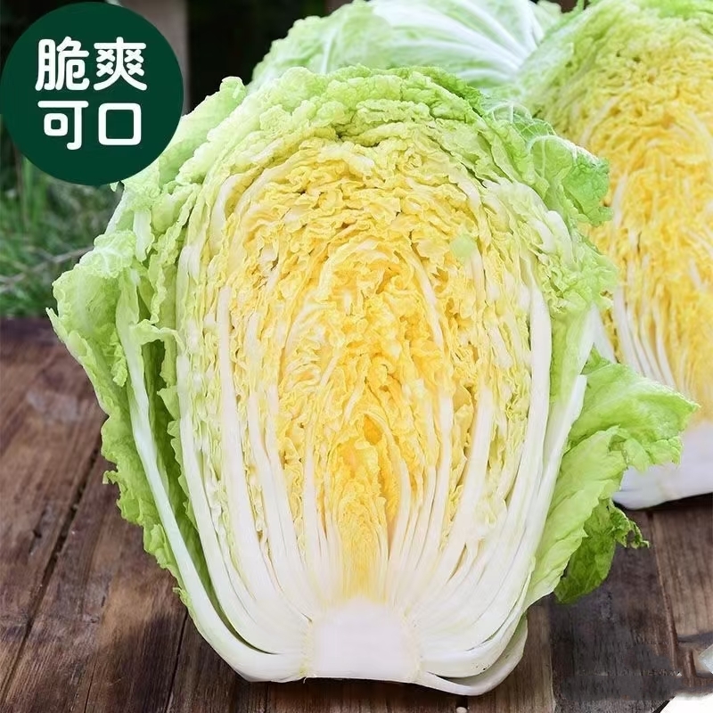 大白菜苗秧苗娃娃菜黄心白菜西蓝花紫甘蓝芹菜苗花菜莴笋秋冬耐寒