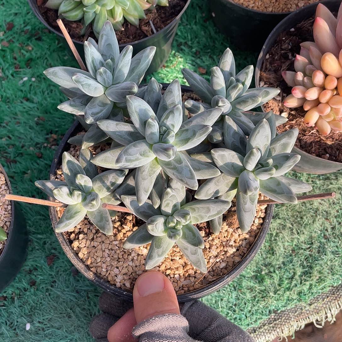 无砍捧花凤羽美人