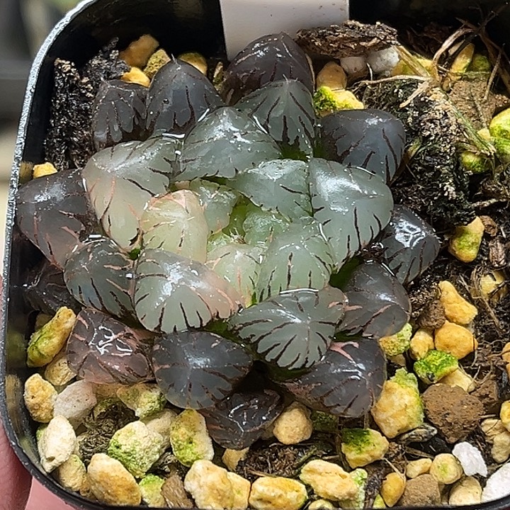 385紫罗兰冰灯玉露锦