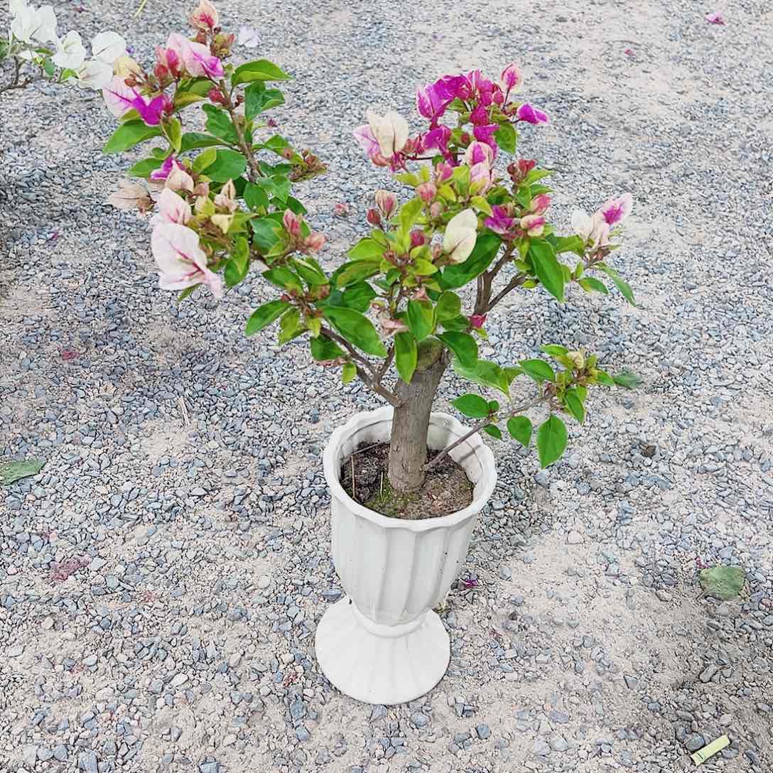 无花朵王****三角梅三角梅三角梅