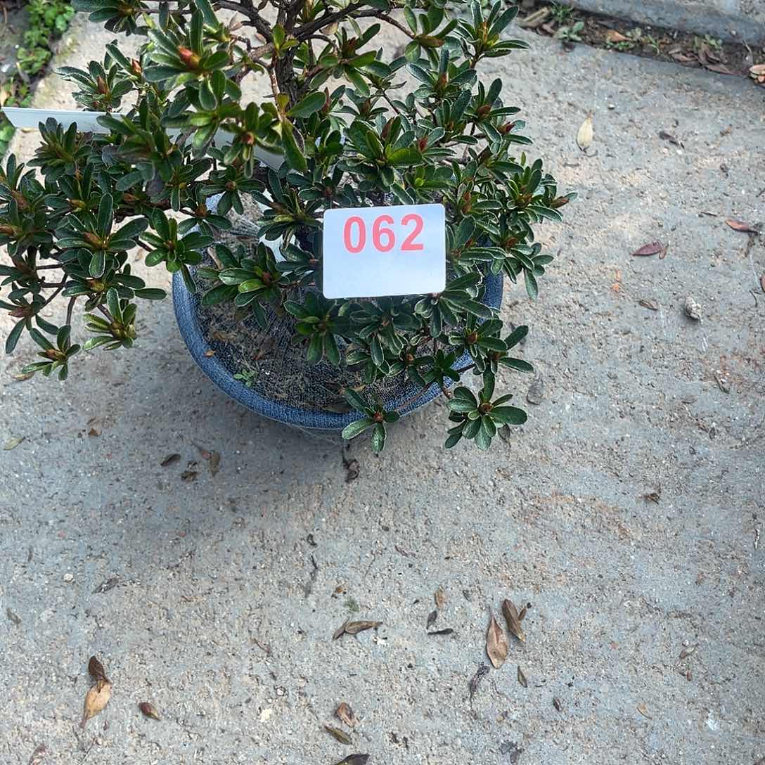 直播时间一直一直