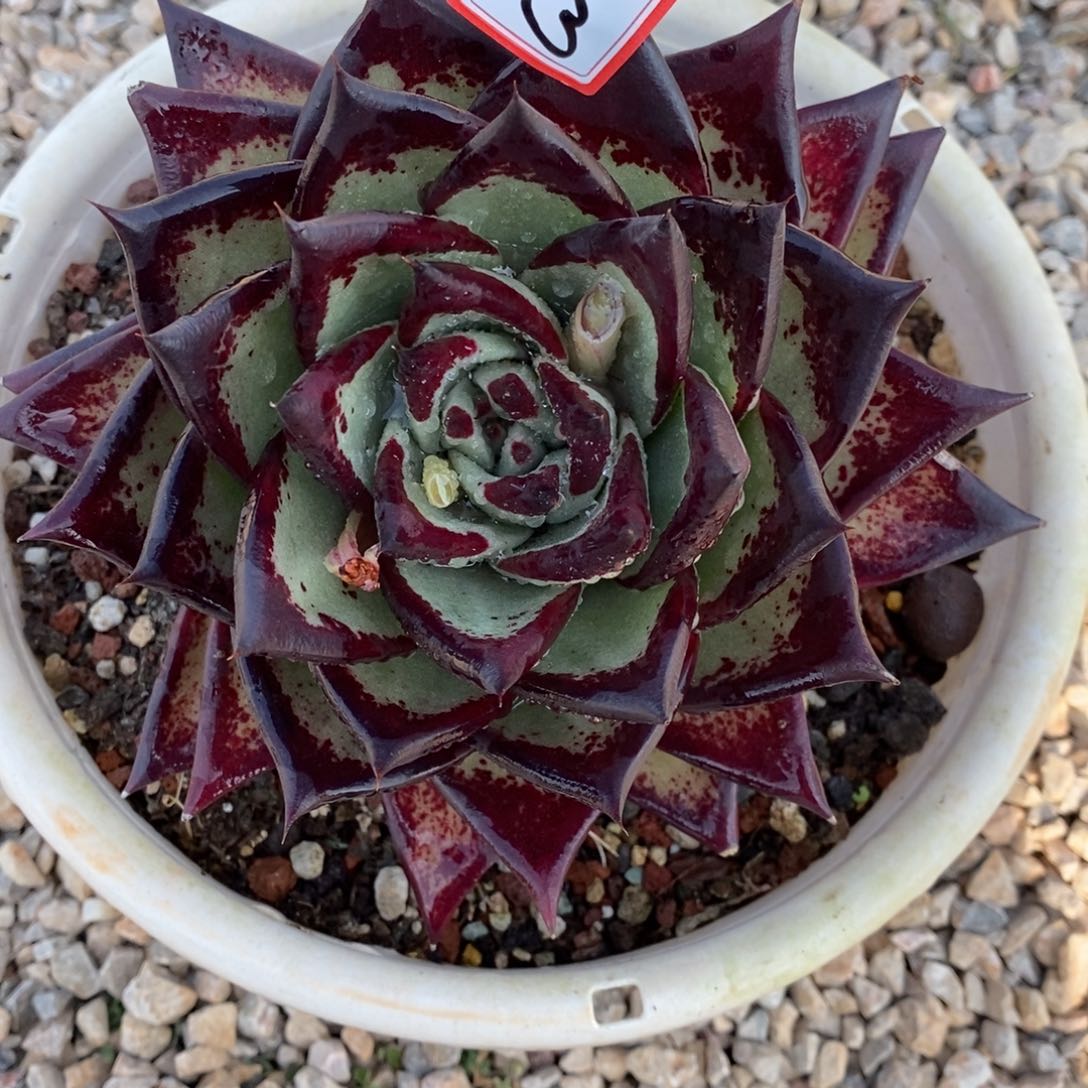 福利美乌大漏a4       