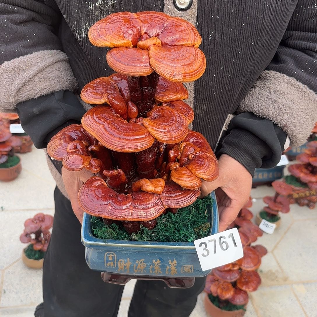 无花朵灵芝12345567888