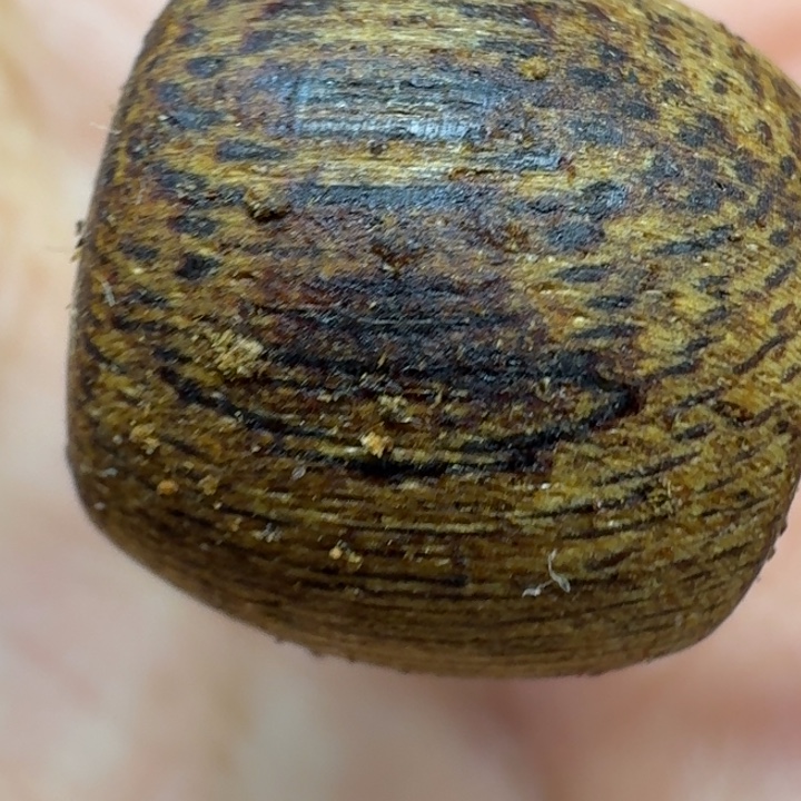 沉香沉香碎屑馨安居沉香88888