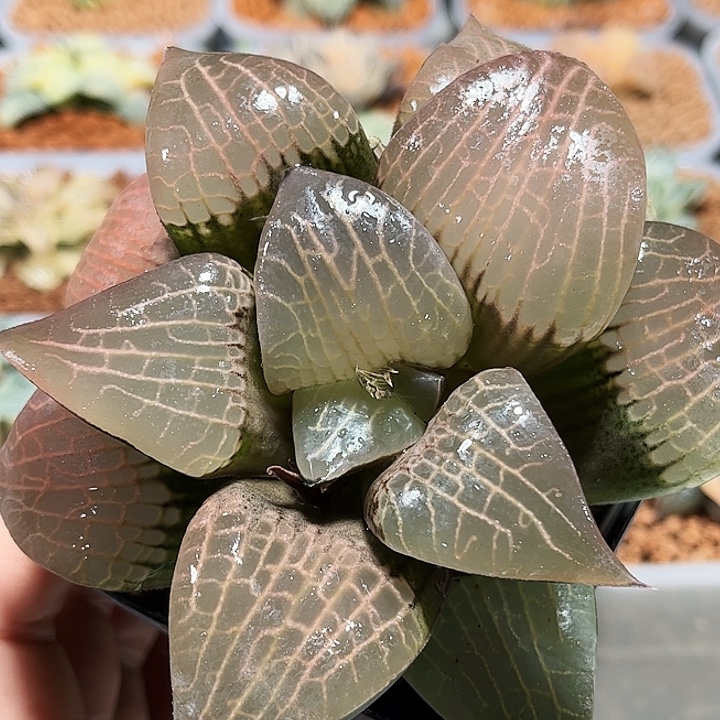 十二卷多肉粉玻璃