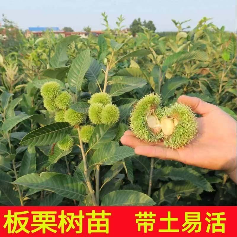 正宗嫁接板栗树苗油栗锥栗大红袍果苗栗子树苗南北方种植带土发货