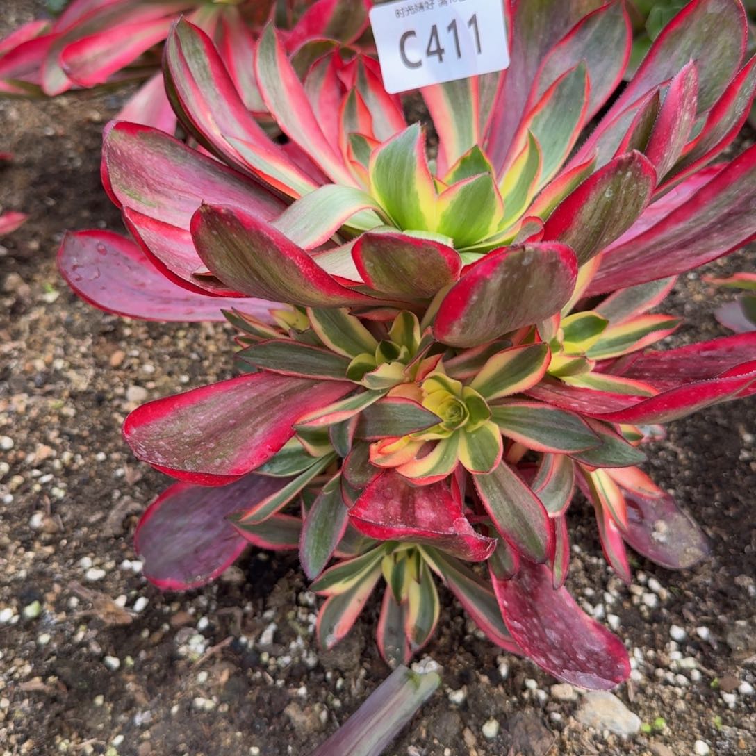 411烈焰。多肉植物