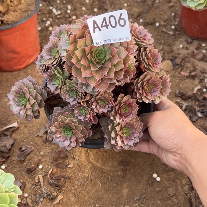 红魔多肉植物406.