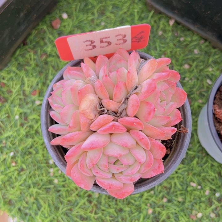 健健康康平平安安