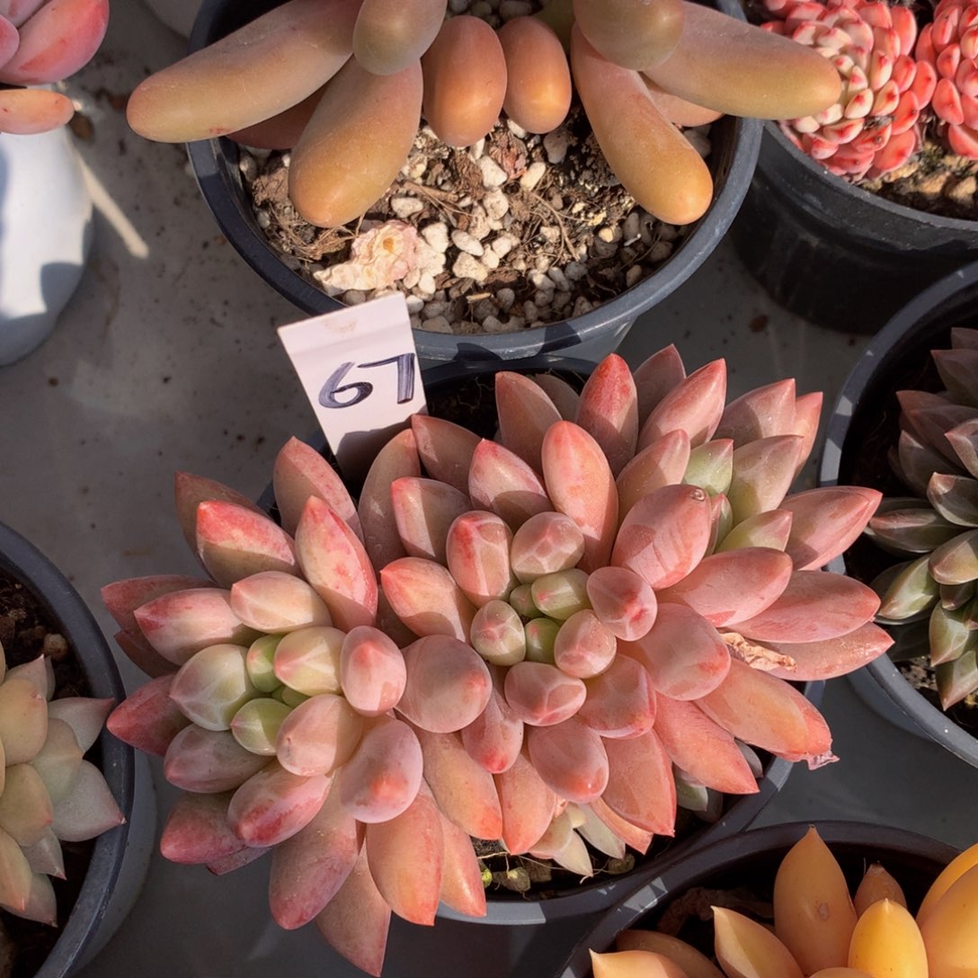 谁那个球7272727272727