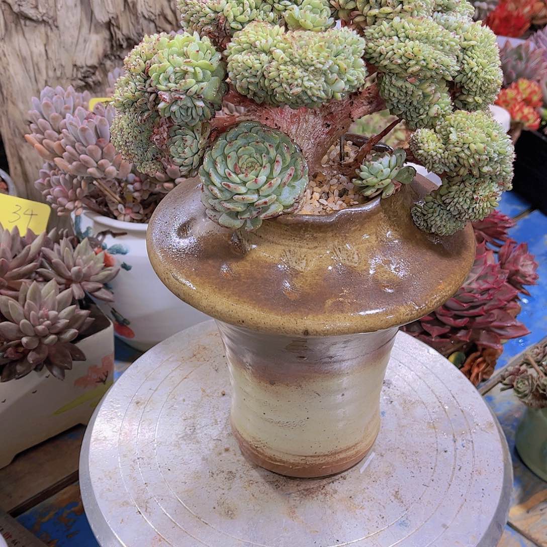 红陶无*多肉植物保护