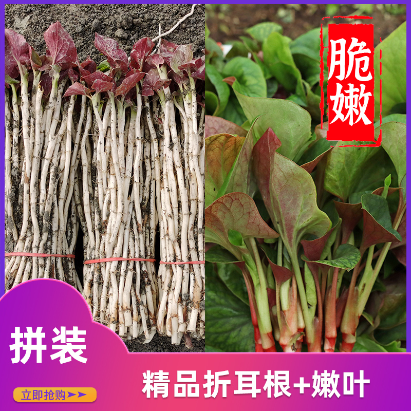 【现摘现发-坏单包赔】四川精品折耳根嫩芽1斤+鱼腥草嫩叶1斤拼装