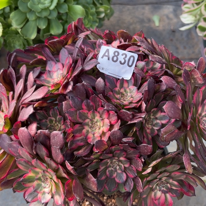 830烟花朵朵25厘米左右