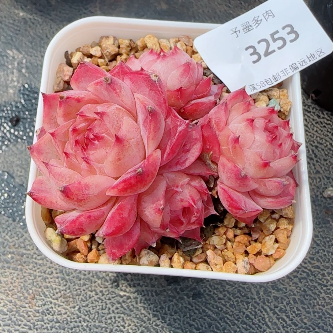 紫月，3253多肉植物