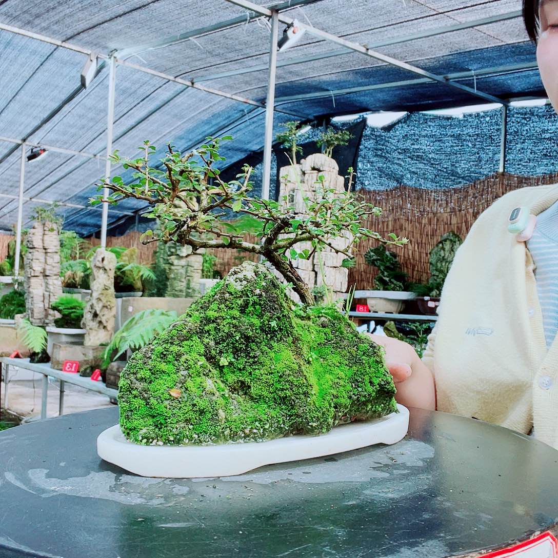 天***跃当前无花栽培后可以开花