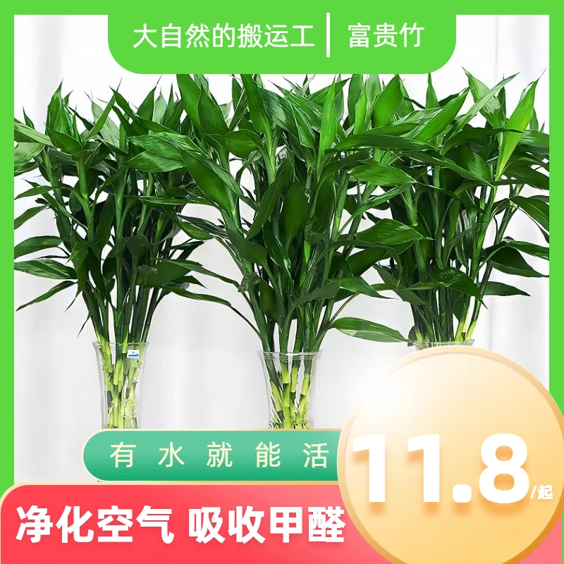 基地精选【80-90厘米】粗枝富贵竹水培植物中竹水养绿植