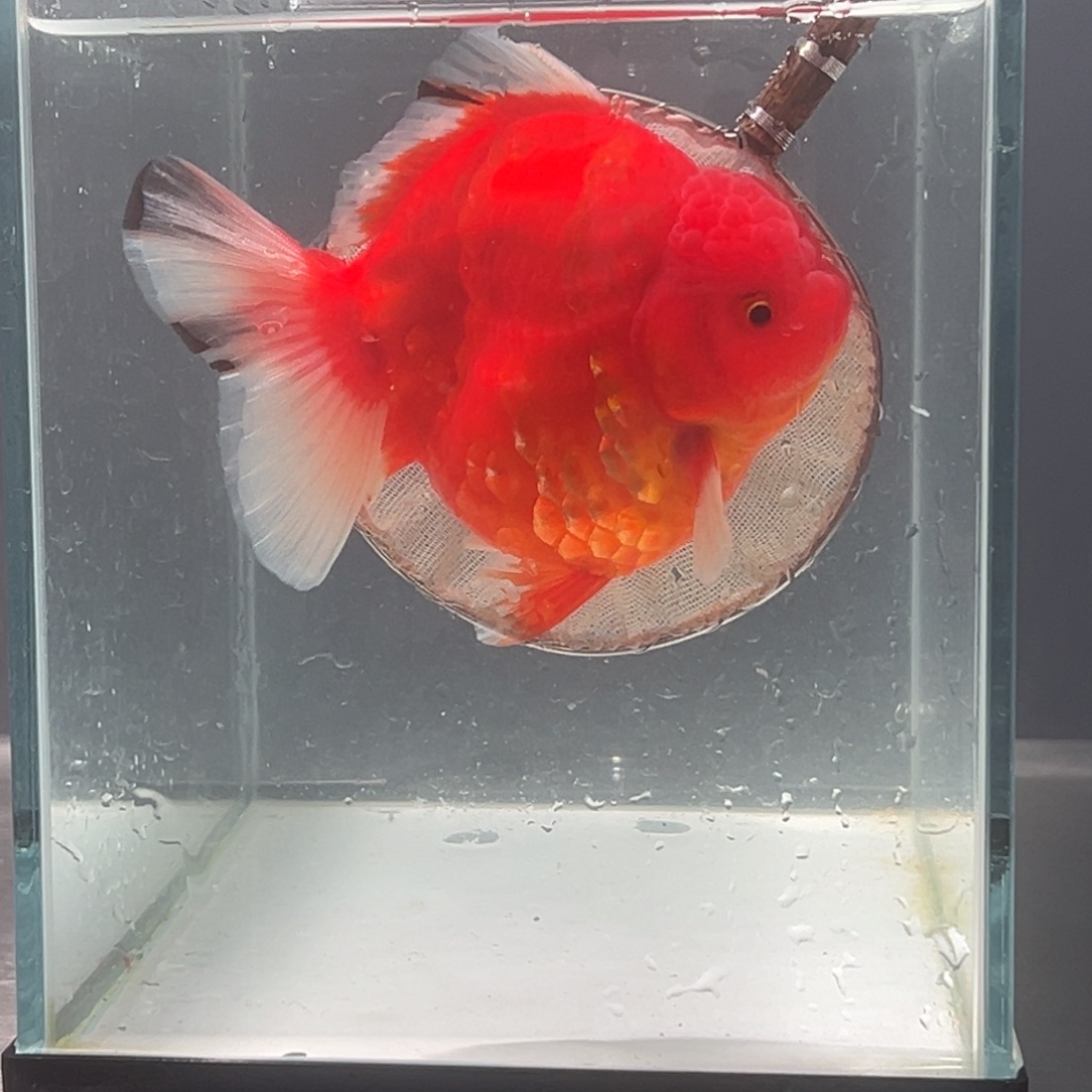 海水鱼22222255665888869999884