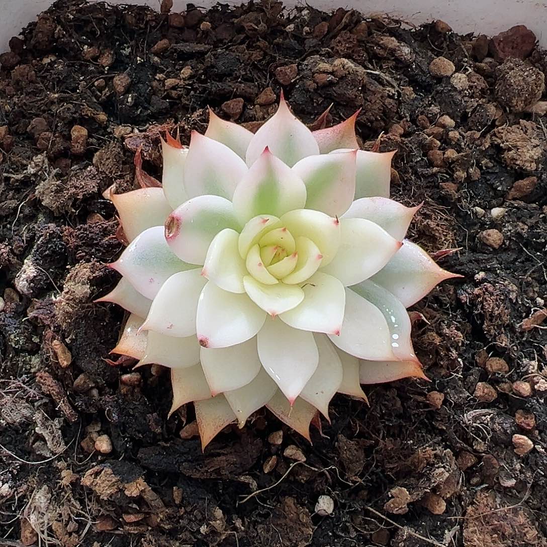 吉娃娃锦，多肉植物