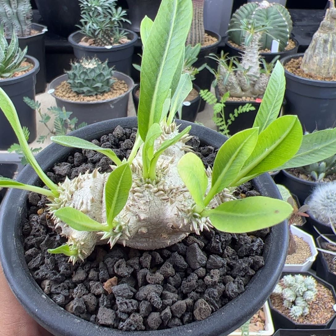 惠比须笑一物一拍