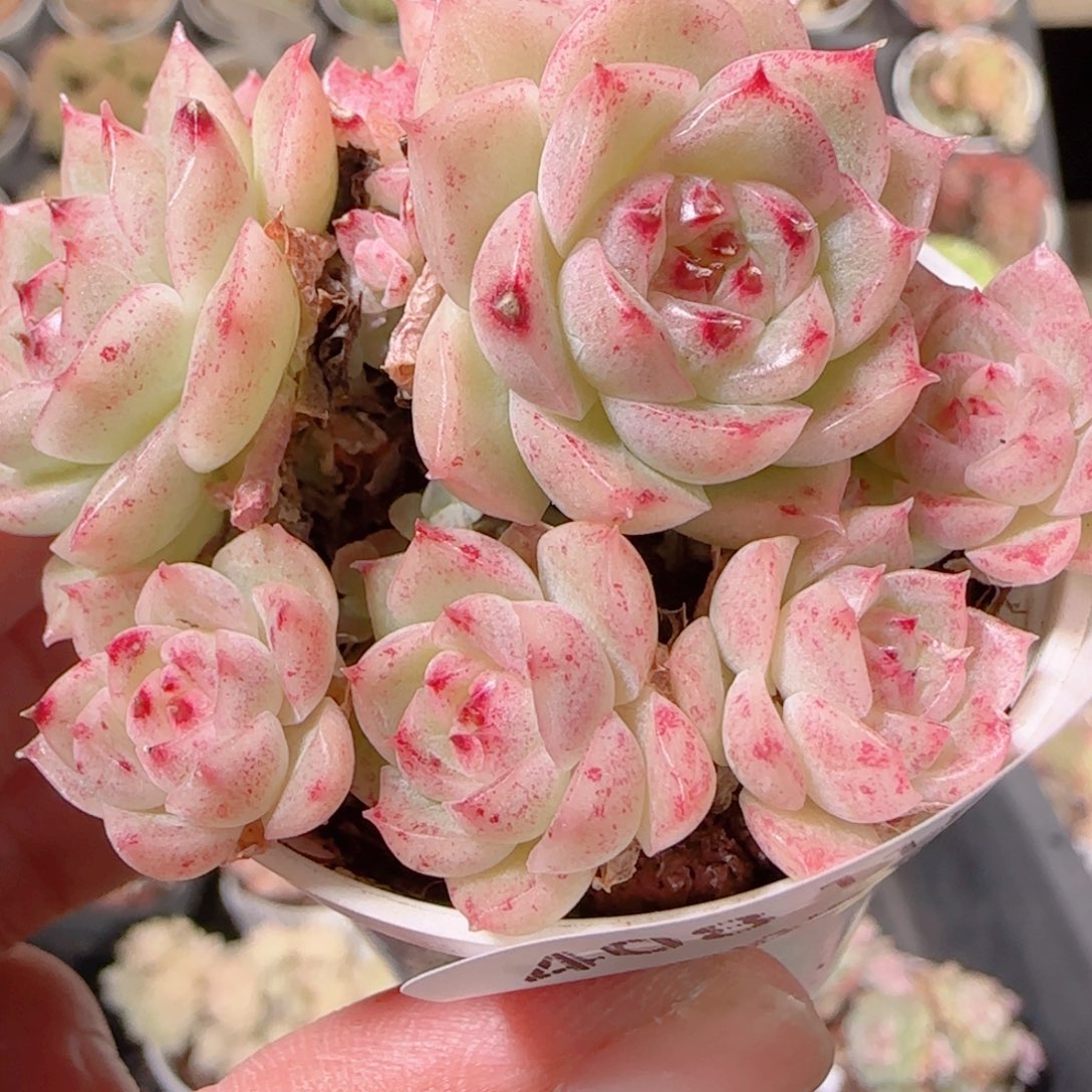 花语多肉1130-408散