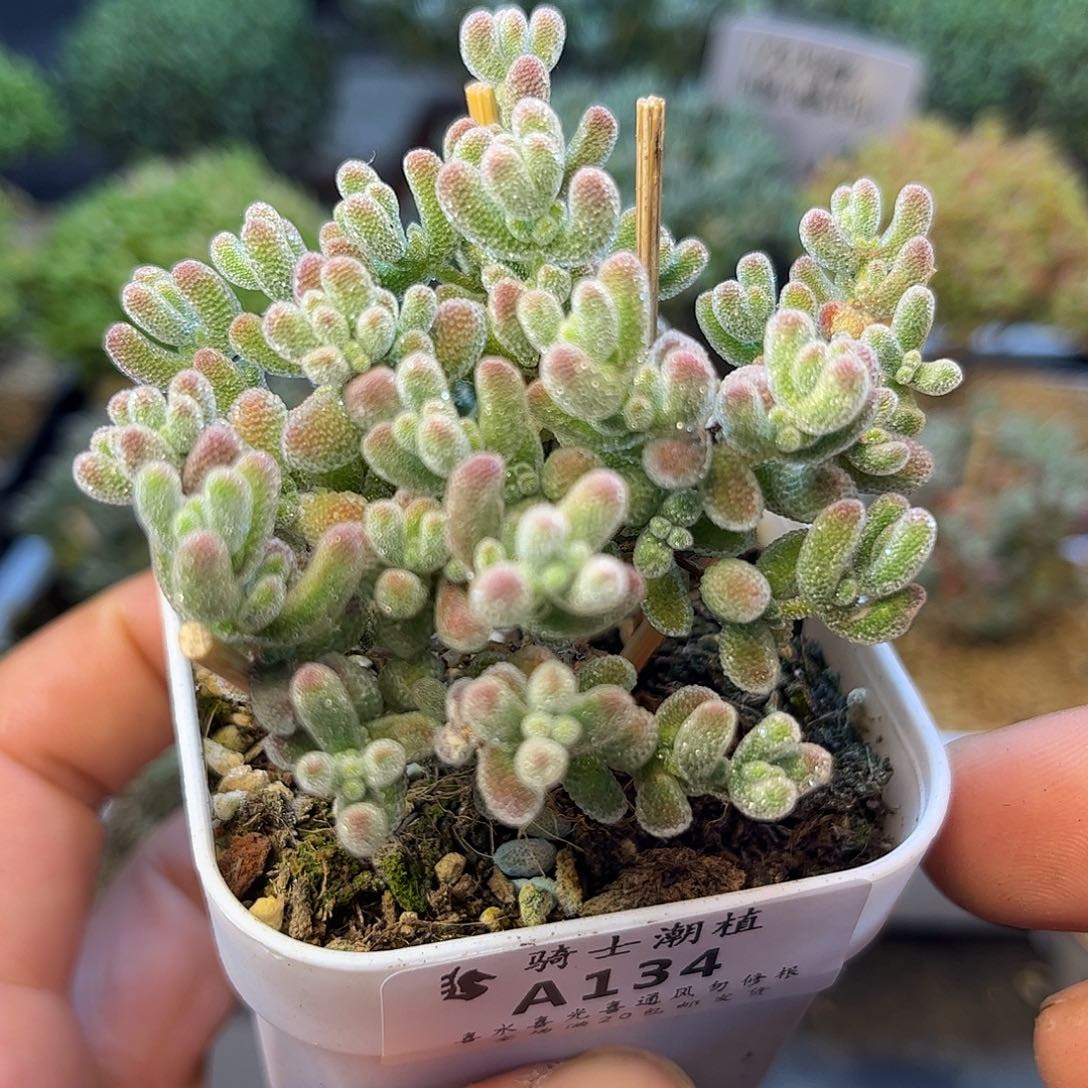 134优选冰晶造型桩