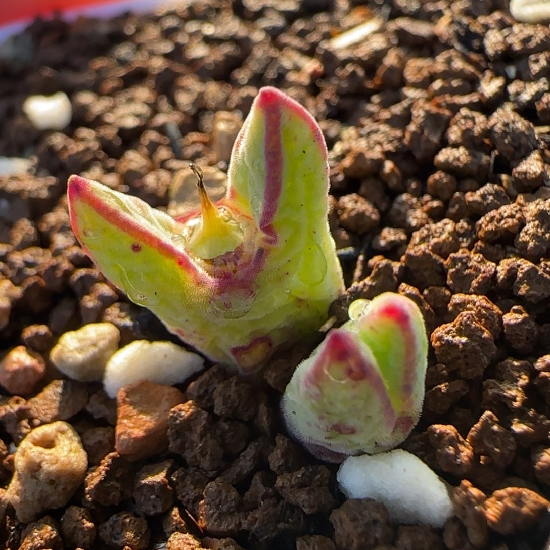 985猪蹄多肉植物百科