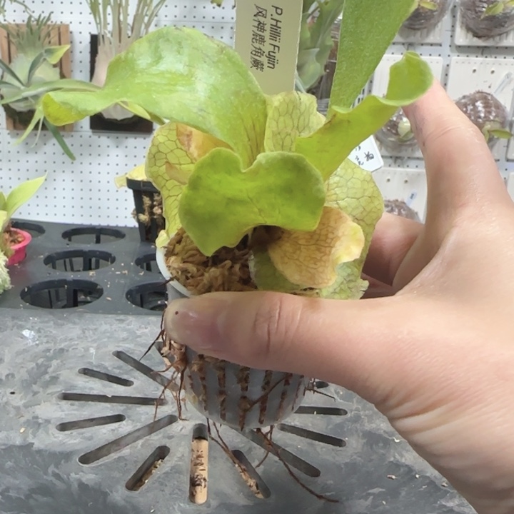 风神鹿角蕨孢子苗