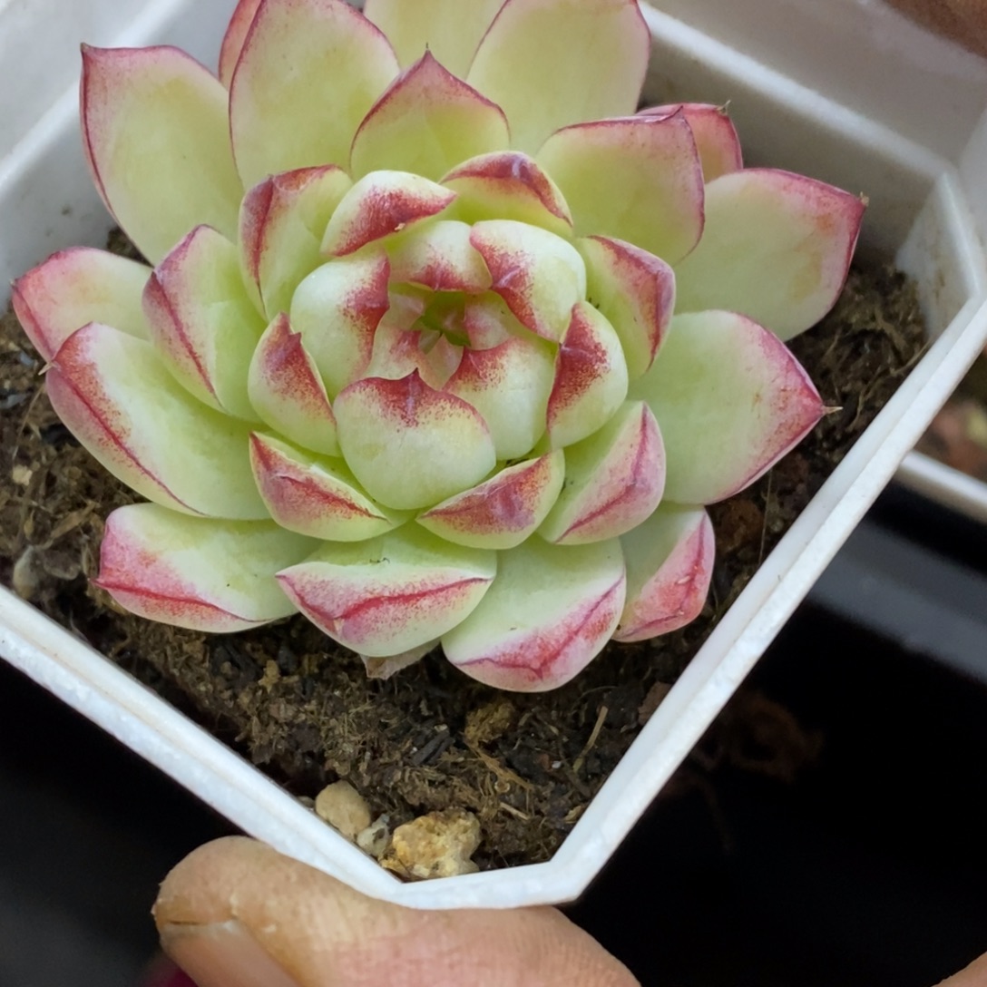 精品多肉一物一拍不包整226