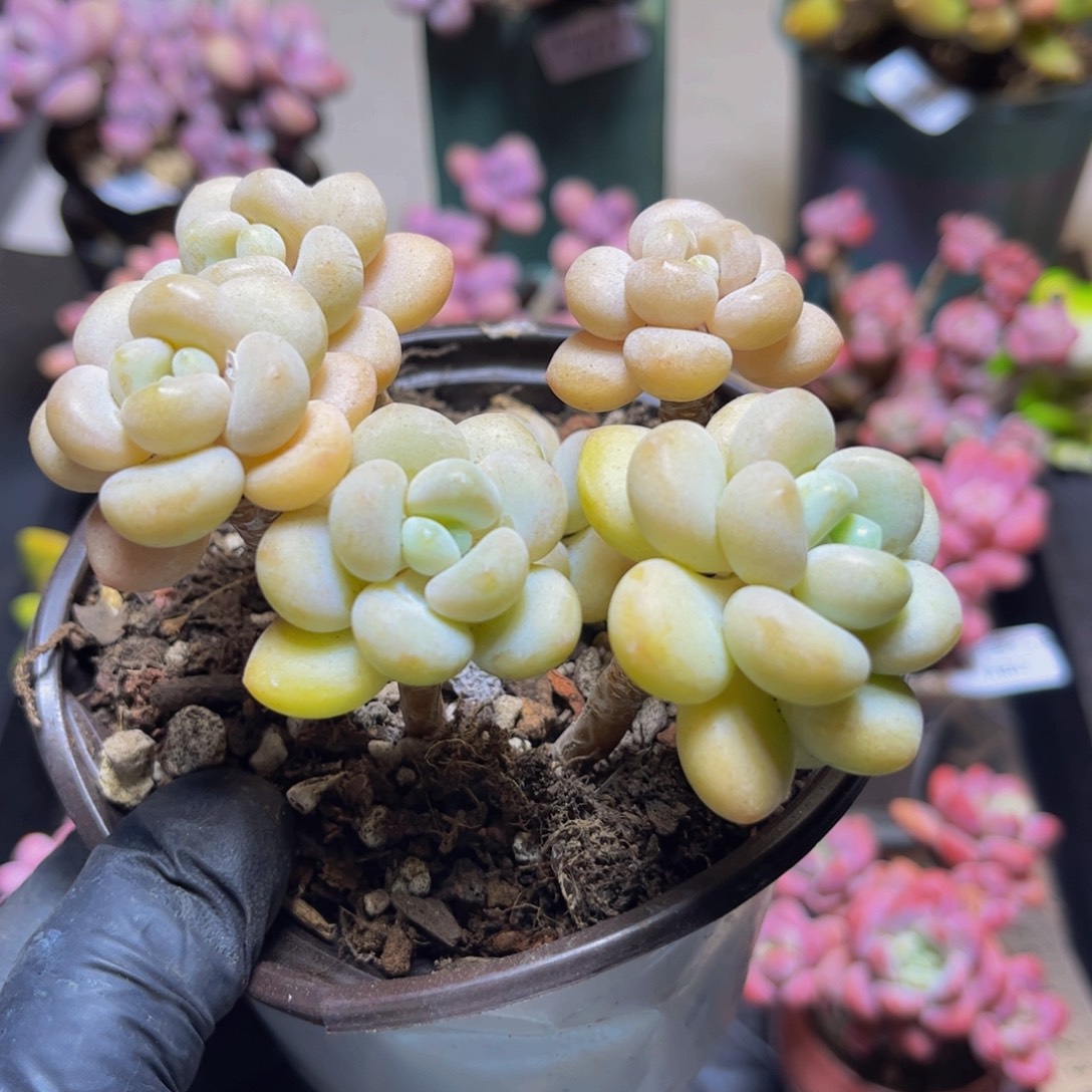 872白奶糖10厘米多肉