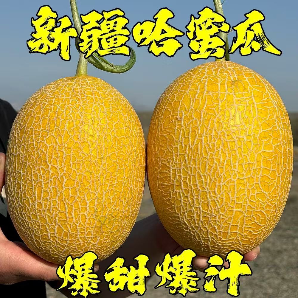 喜恋【空运直发】正宗新疆金色年华哈密瓜挚爱哈密瓜M