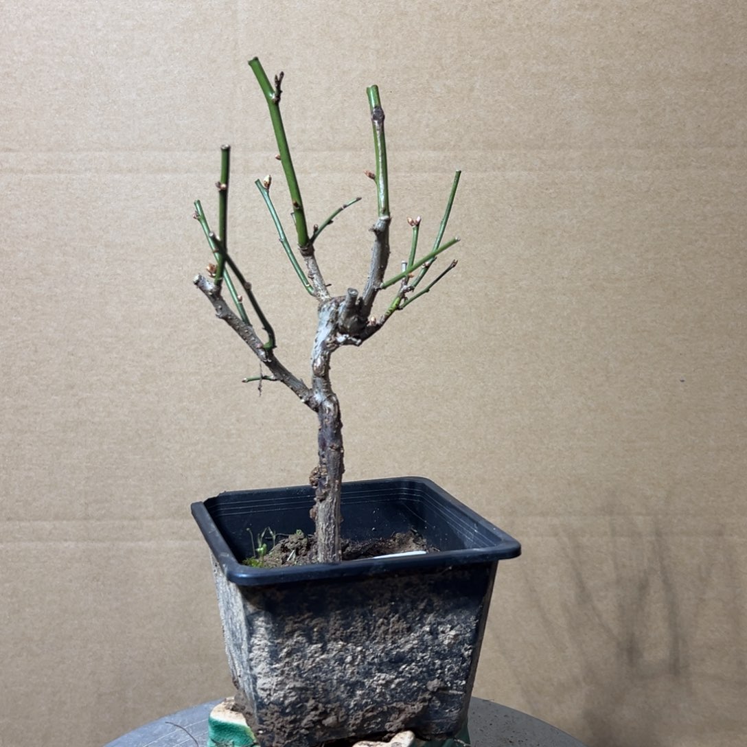 无花朵【5号原生龙游梅】原盆土发货