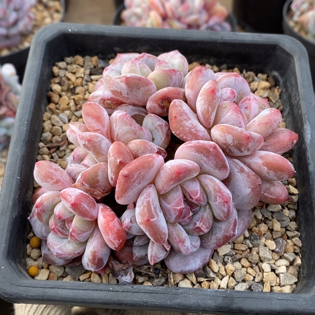 六头短肥圆胖体黄透粉